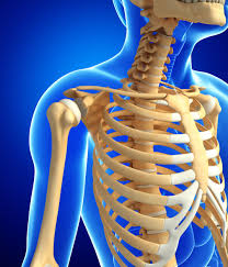 Down to the bare bones – on calcium, magnesium and bone development